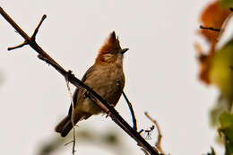 Image of White-naped Yuhina