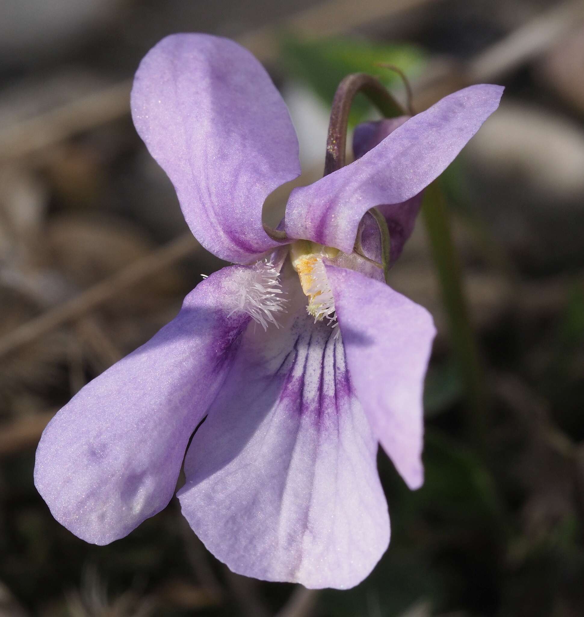 Image of Viola dubia Wiesb.
