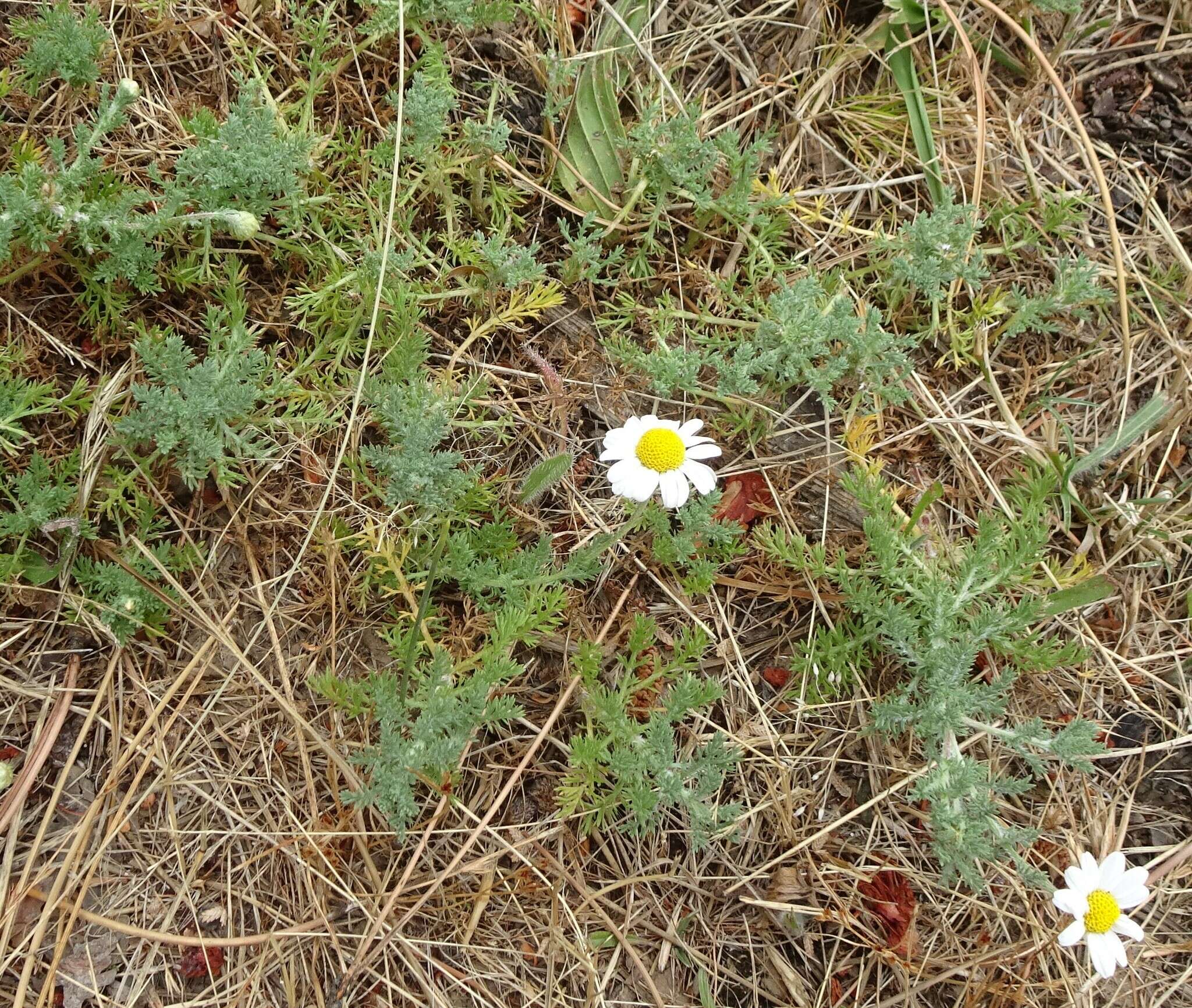 Image of dogfennel