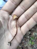 Image de Galerina vittiformis (Fr.) Singer 1950