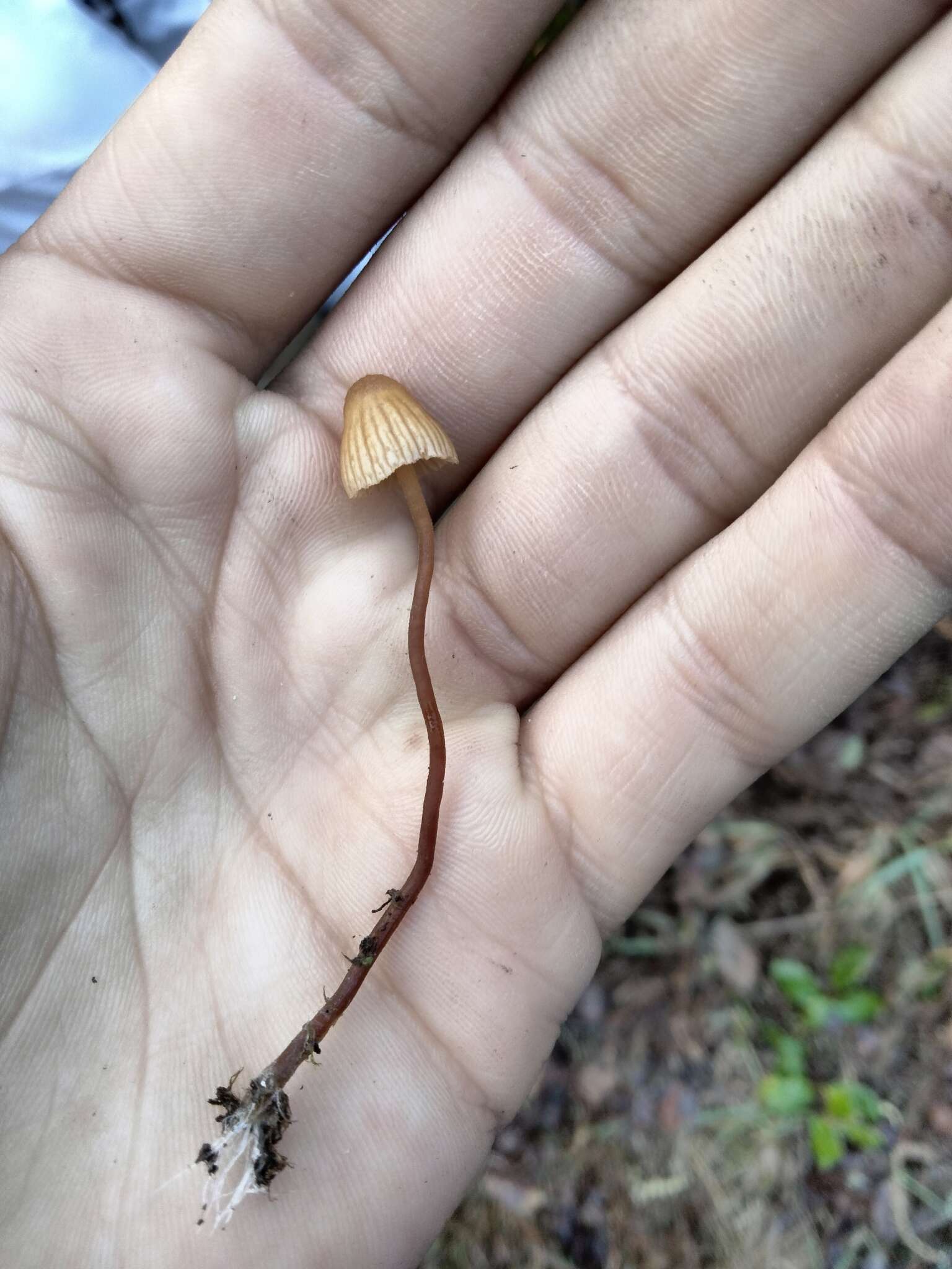 Image de Galerina vittiformis (Fr.) Singer 1950