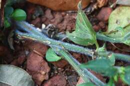 Image of Dicliptera foetida (Forssk.) Blatter