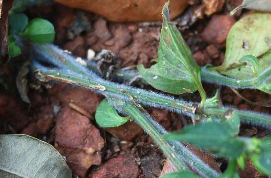 Imagem de Dicliptera foetida (Forssk.) Blatter