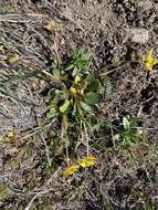 صورة Ranunculus glaberrimus var. ellipticus (Greene) Greene