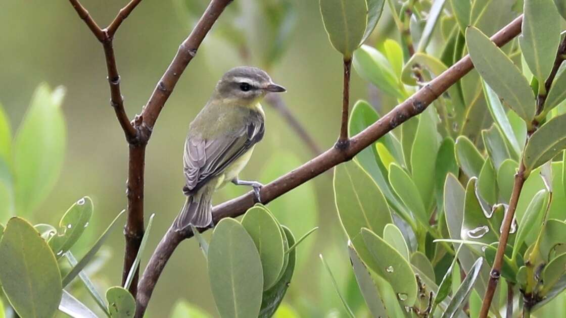 Слика од Vireo magister (Baird & SF 1871)