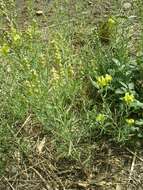 Image of Italian toadflax