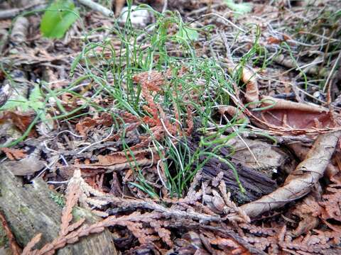 Image of Delicate Horsetail