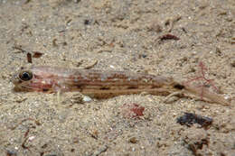 Image of Striped sandgoby