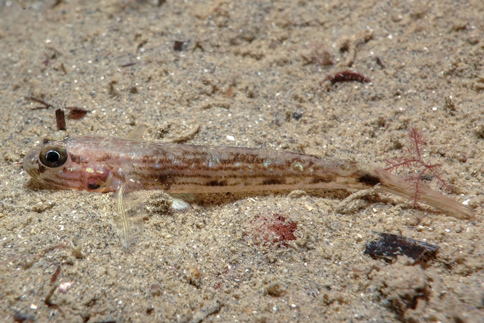 Image of Striped sandgoby