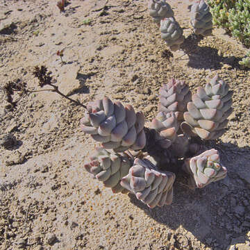 Image of Crassula deceptor Schönl. & Baker fil.