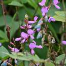 Imagem de Desmodium pringlei S. Watson