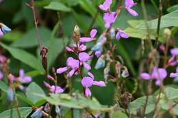 Plancia ëd Desmodium pringlei S. Watson