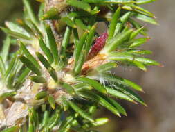 صورة Cliffortia stricta Weim.