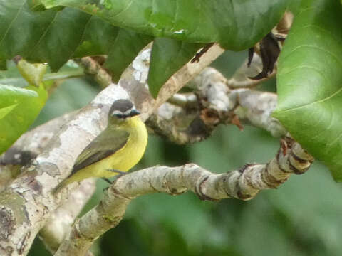 Image of Brown-capped Tyrannulet