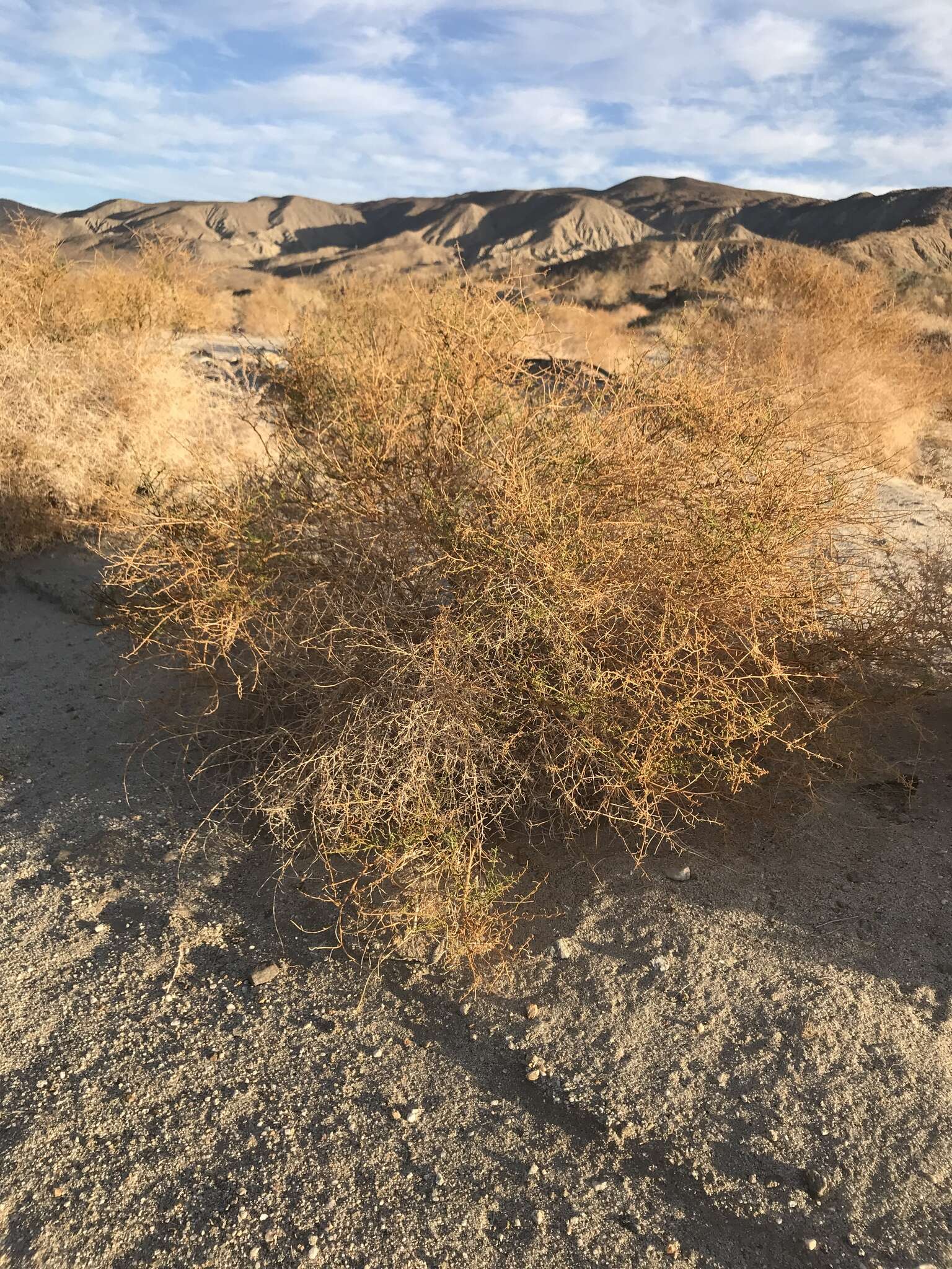 Image of Ambrosia salsola var. salsola