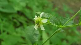 Image de Geum canadense Jacq.