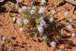 Imagem de Trachymene cyanantha Boyland