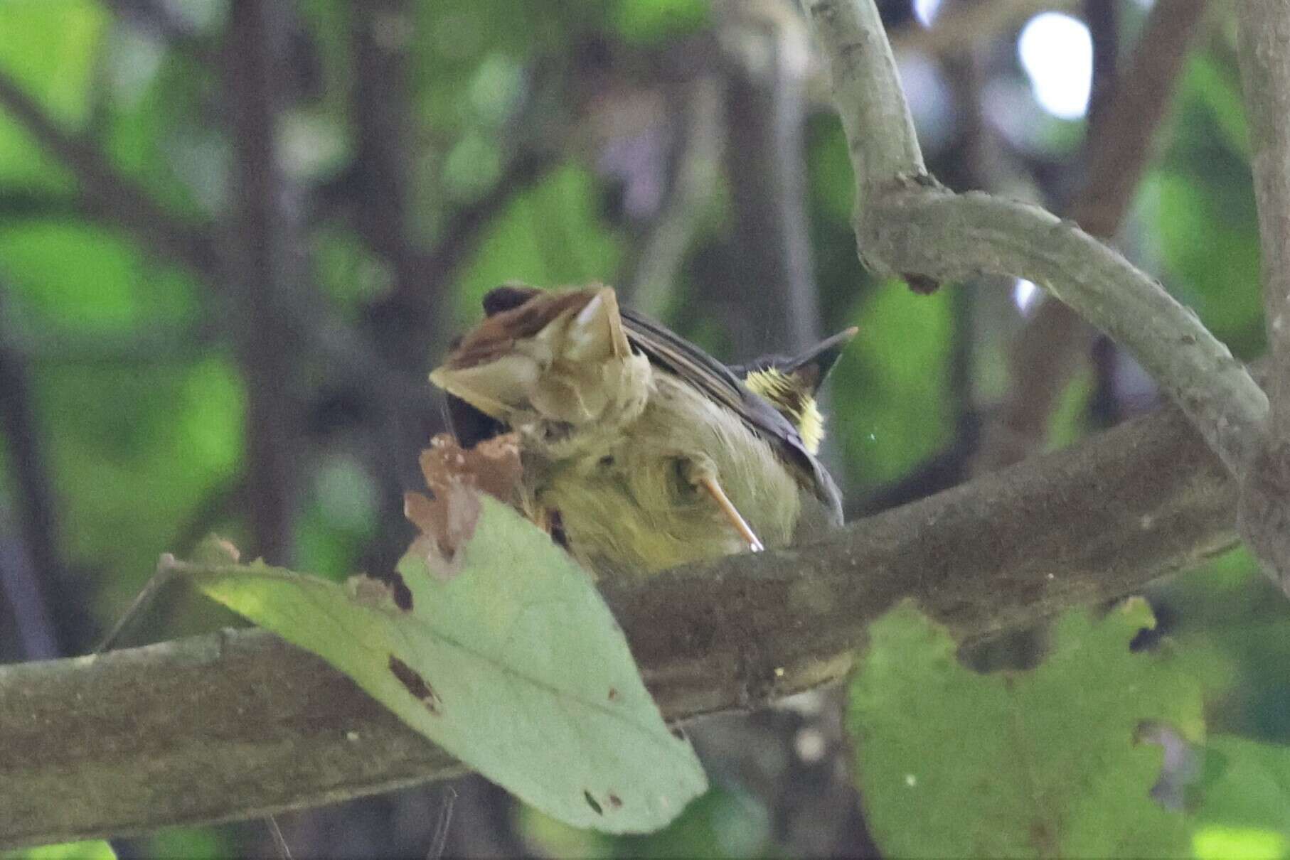 Imagem de Eurillas latirostris latirostris (Strickland 1844)