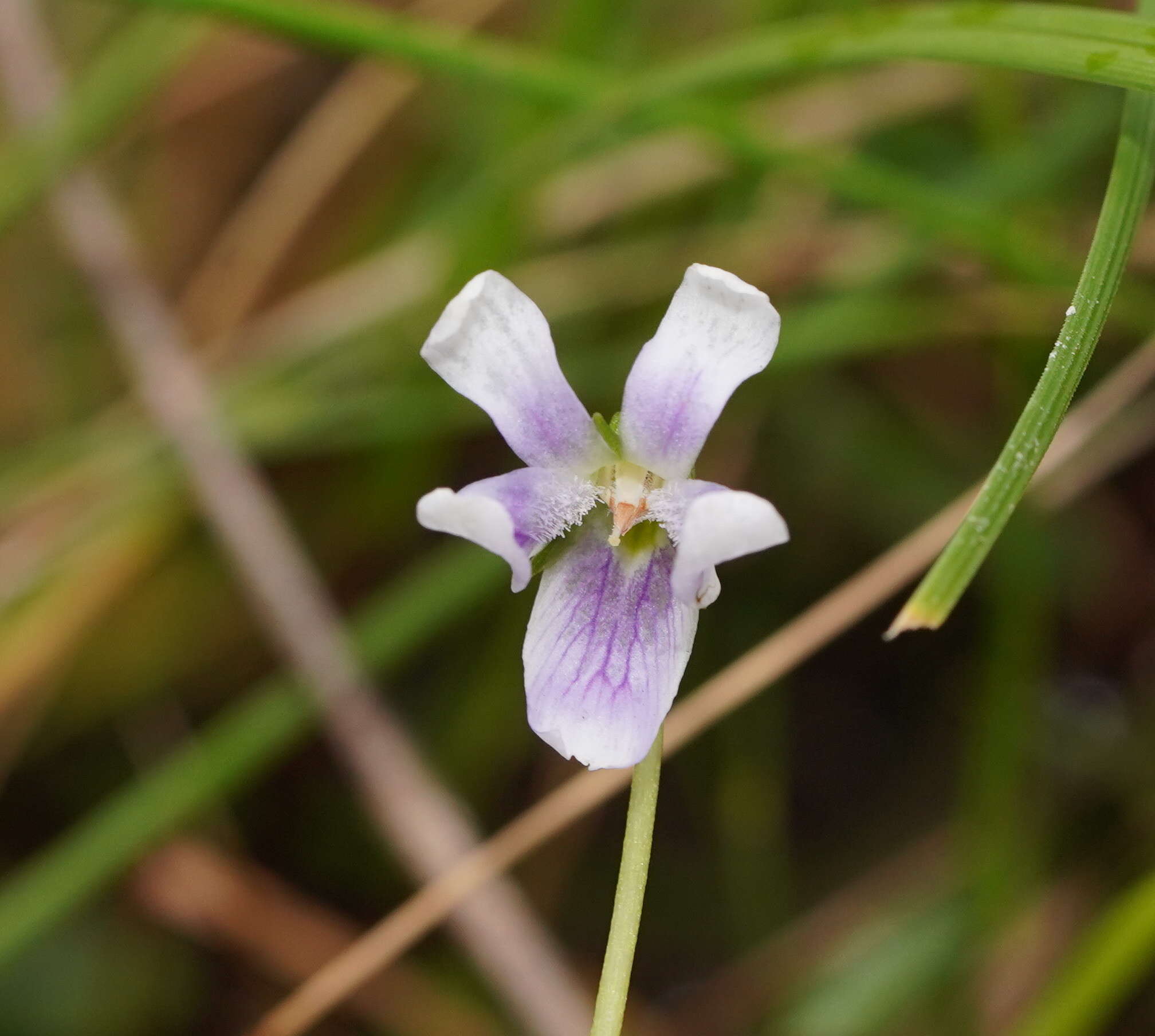 Image of Ivy-leaved Violet