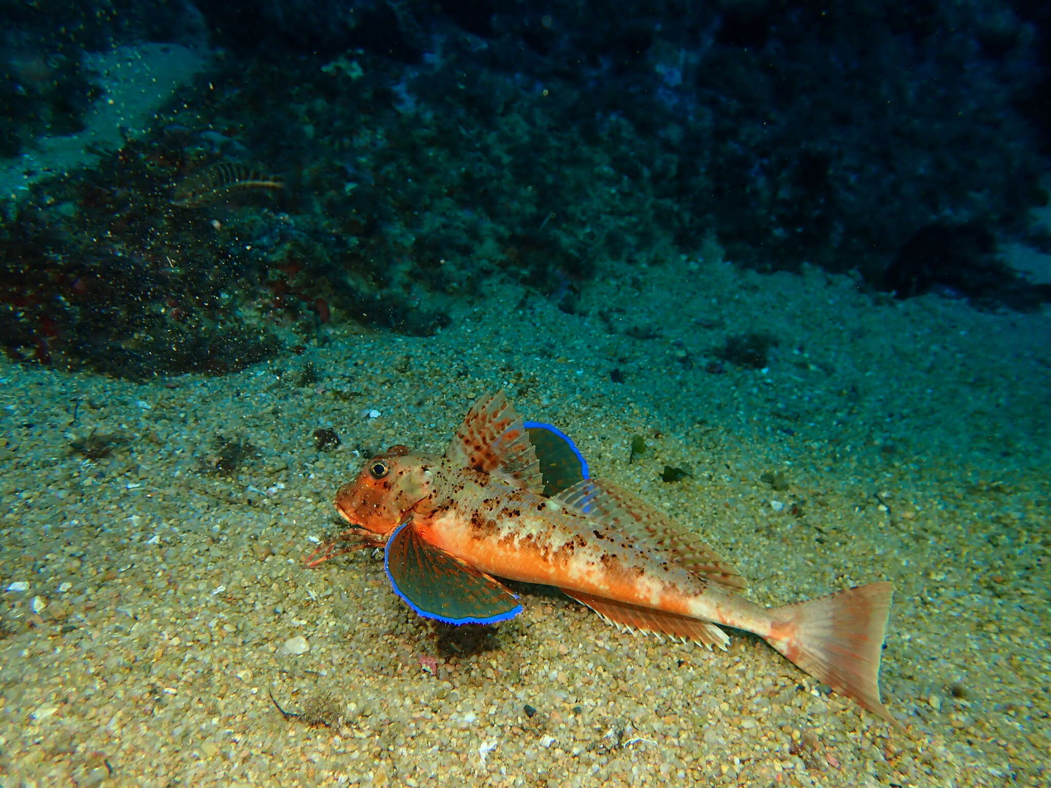 Image of Rock Gurnard