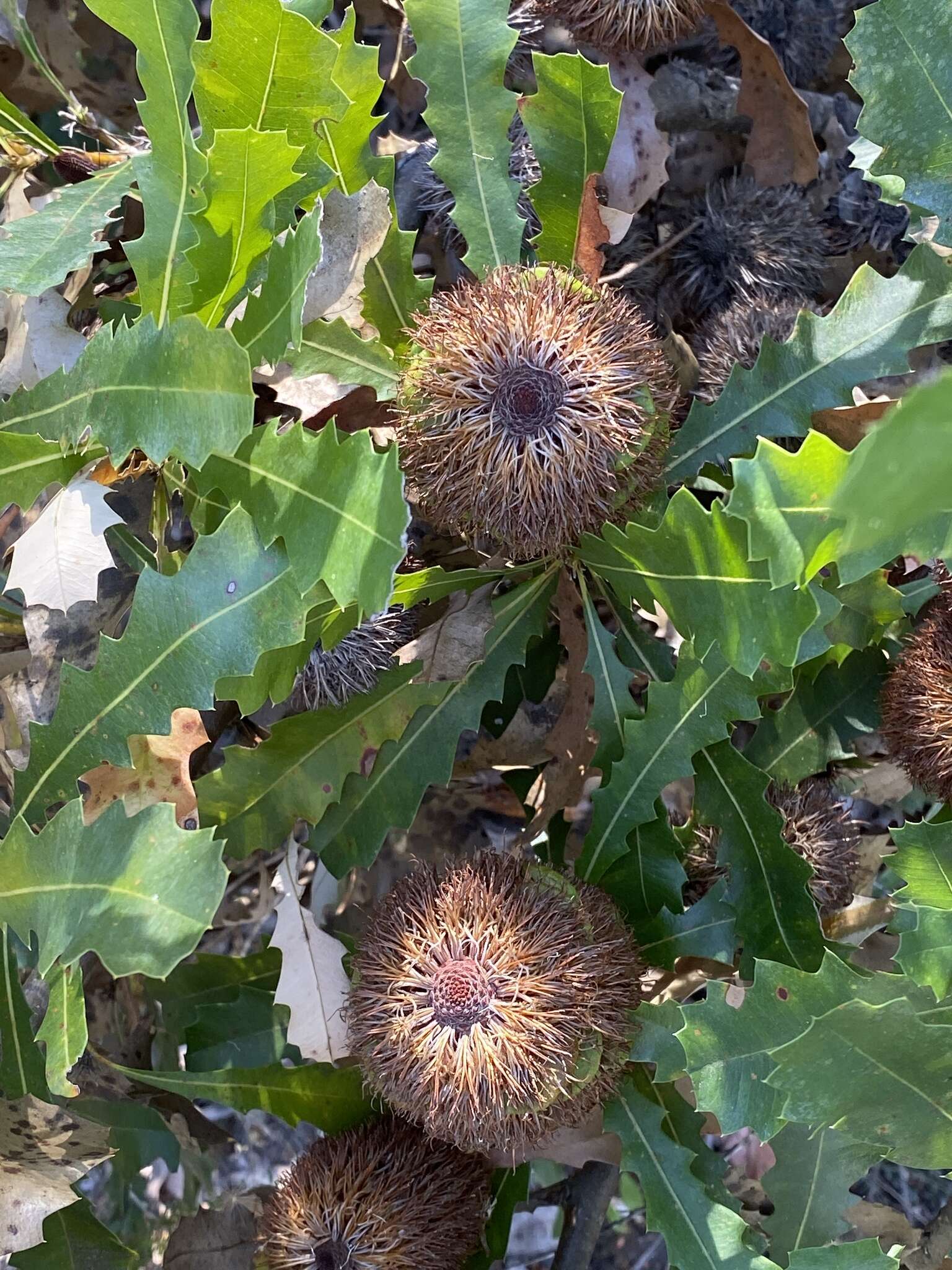 Image of Oak-leaved Banksia