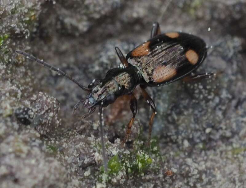 Bembidion (Nepha) genei Küster 1847的圖片