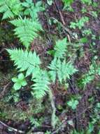 Image of spreading woodfern