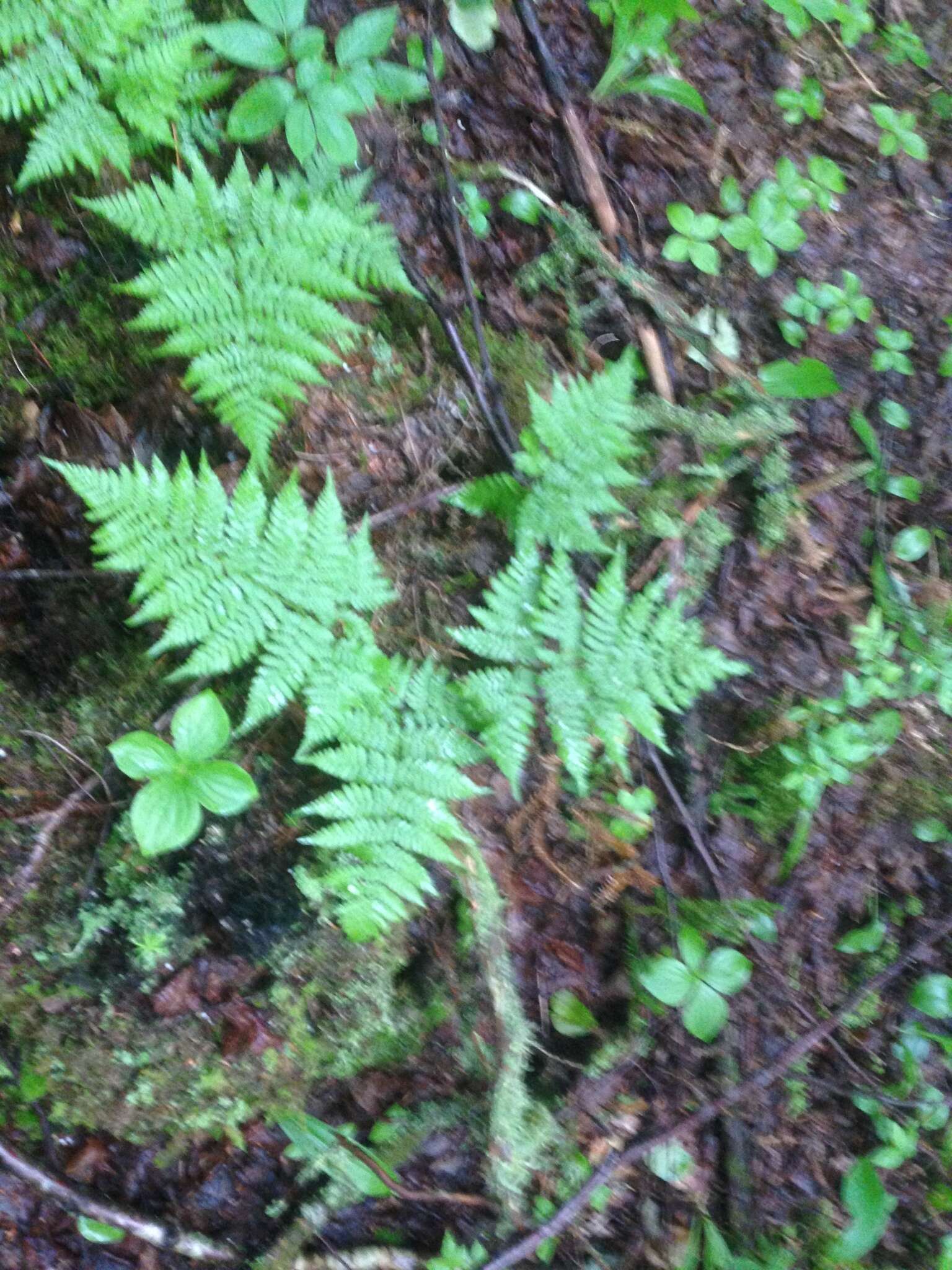 Imagem de Dryopteris expansa (C. Presl) Fraser-Jenk. & Jermy