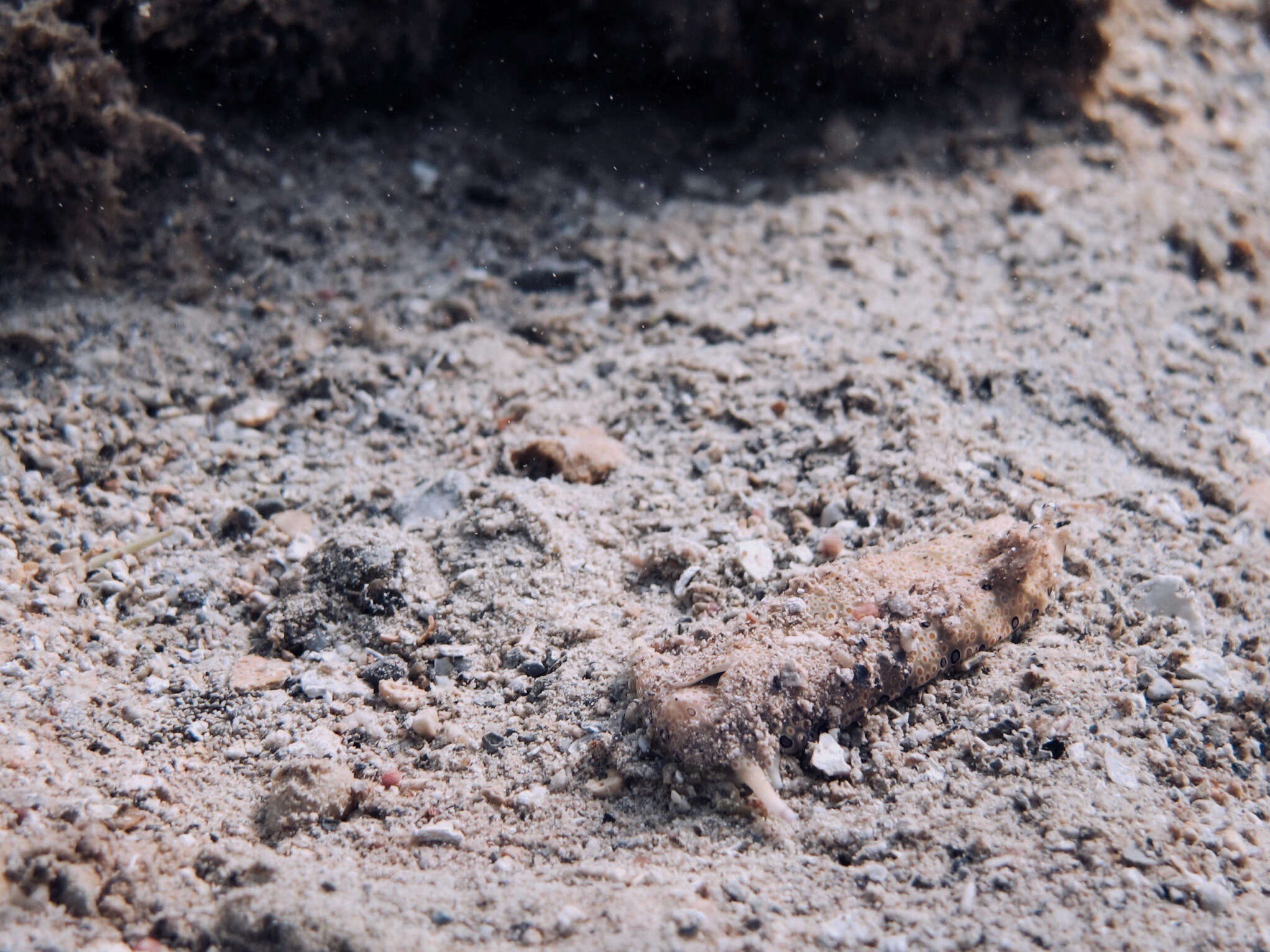 Image of Flat camouflaged slug