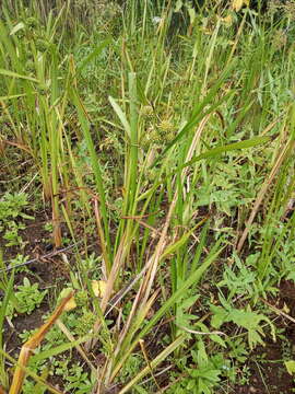 Image of Sparganium erectum subsp. erectum