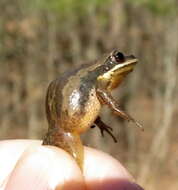 Image of Cajun Chorus Frog