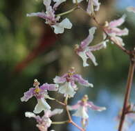 Слика од Oncidium incurvum Barker ex Lindl.