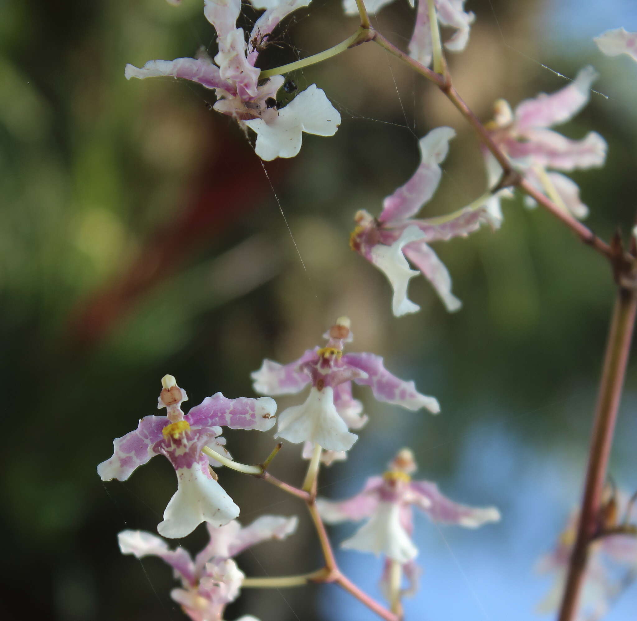 Слика од Oncidium incurvum Barker ex Lindl.