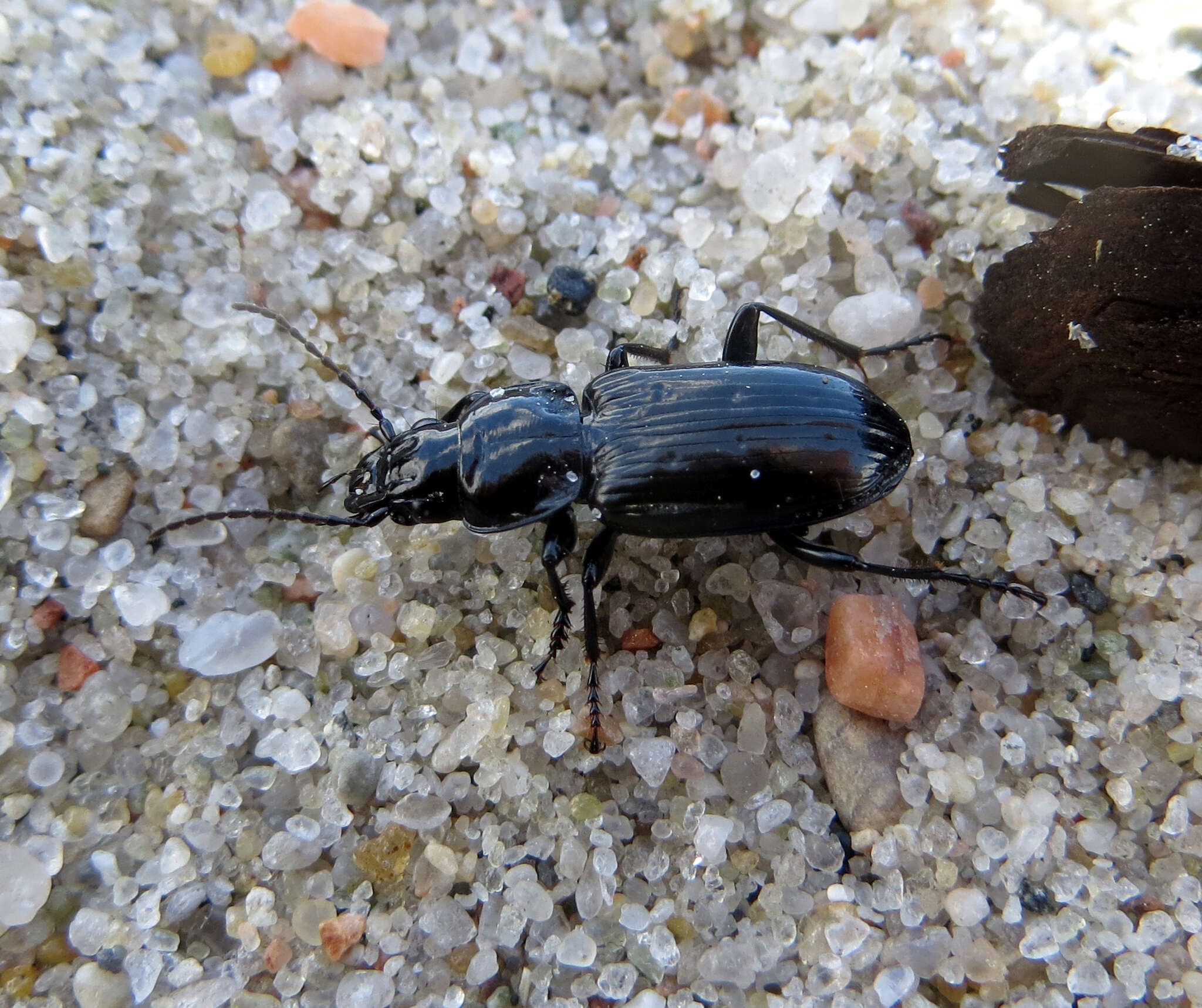 Plancia ëd Pterostichus (Melanius) aterrimus (Herbst 1784)