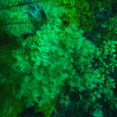 Imagem de Epizoanthus karenae Philipp & Fautin 2009