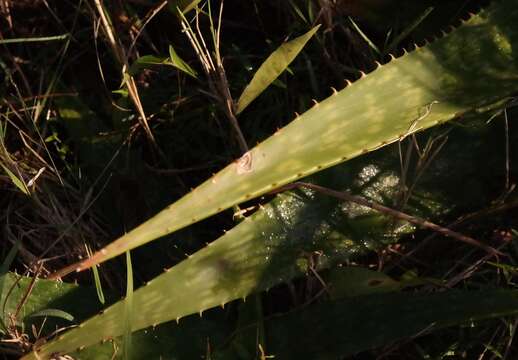 صورة Aloe greenii Green