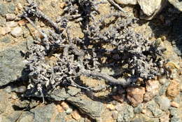 Image of Juttadinteria deserticola (Marloth) Schwant.