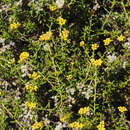 Image de Helichrysum scabrum (Thunb.) Less.