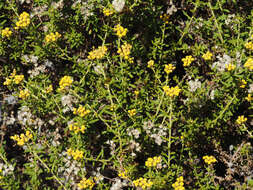 Image of Helichrysum scabrum (Thunb.) Less.