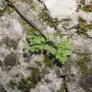 Image of Asplenium lepidum subsp. haussknechtii (Godet & Reuter) Brownsey