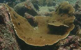 Image of Pagoda coral