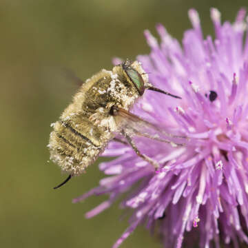 Neorhynchocephalus sackenii (Williston 1880)的圖片