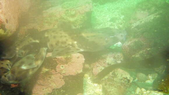 Image de Holbiche à taches rouges