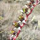 Image of Echeveria heterosepala Rose ex Britton & Rose