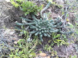 Image of Euphorbia inermis Mill.