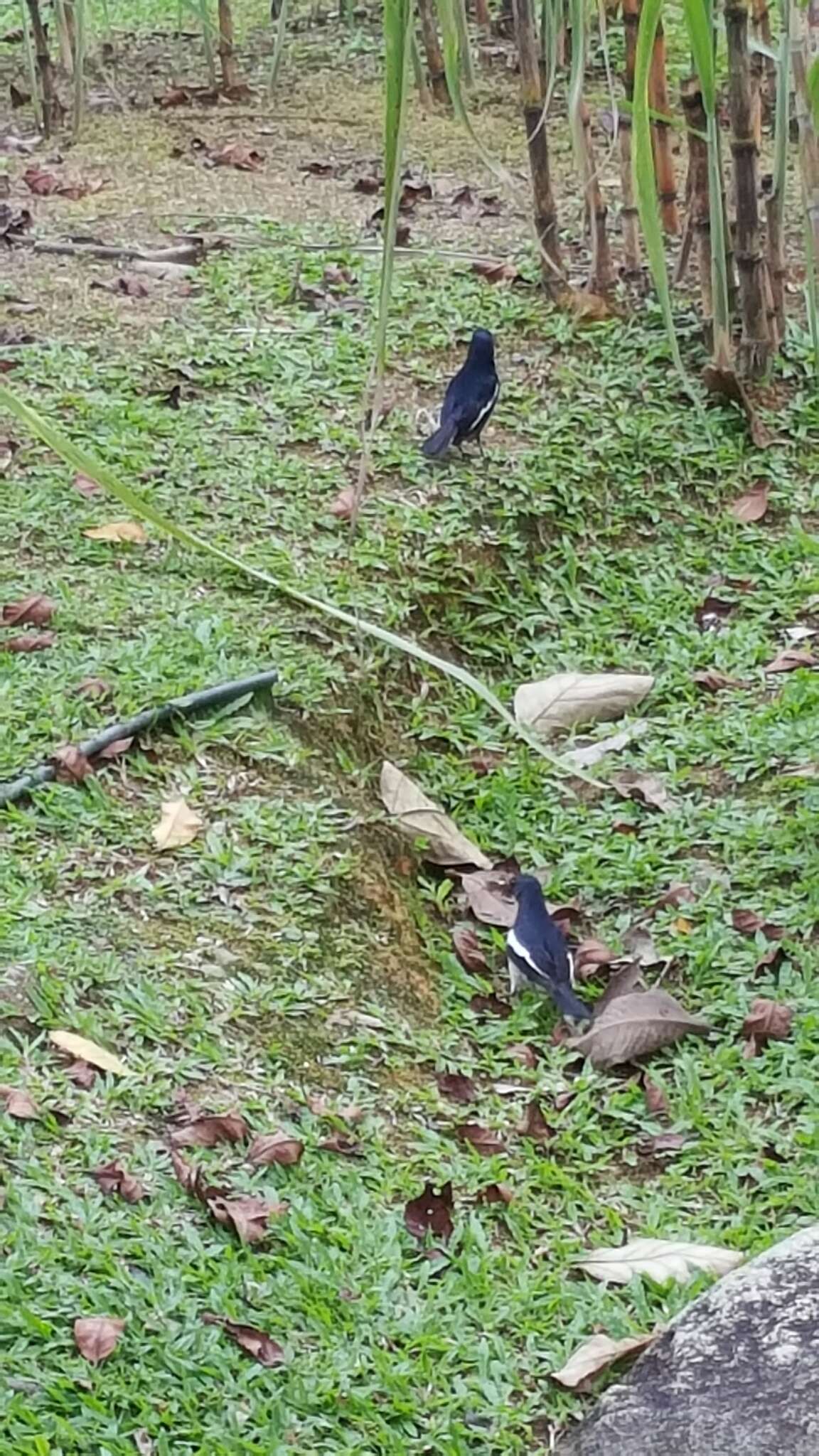 Image of Oriental Magpie Robin