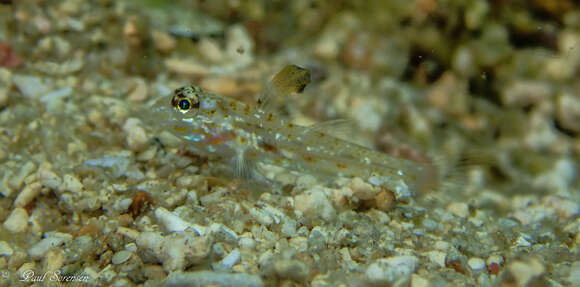 Fusigobius melacron (Randall 2001) resmi