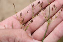 Image of brownfruit rush