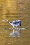 Image of Stilt Sandpiper