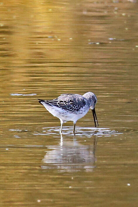 Image of Stilt Sandpiper